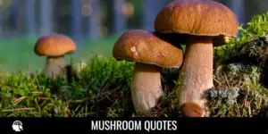 Mushroom Quotes