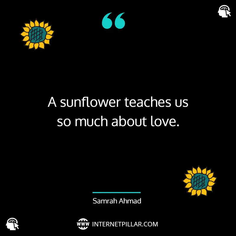 quotes-on-sunflower