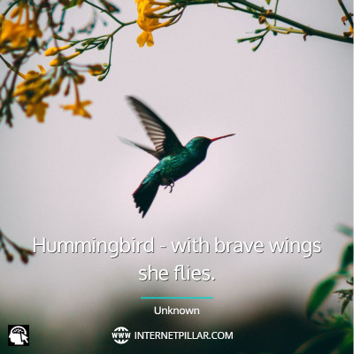 famous-hummingbird-quotes