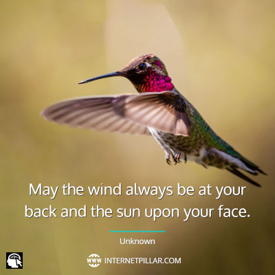 popular-hummingbird-quotes