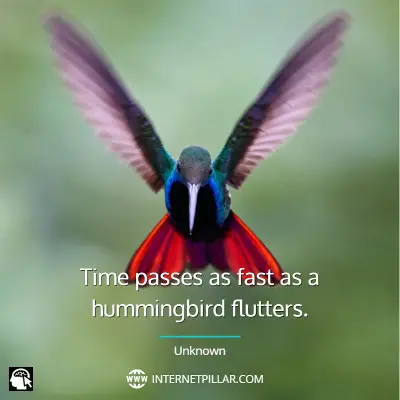 top-hummingbird-quotes