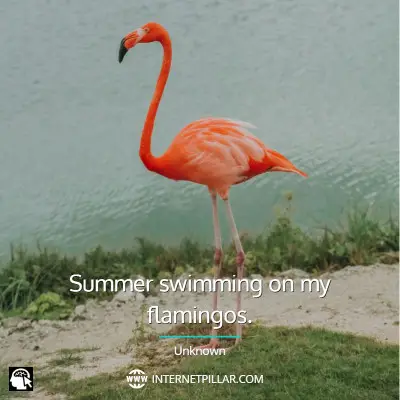 best-flamingo-quotes