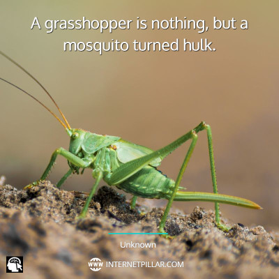 best-grasshopper-quotes