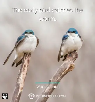 best-inspiring-quotes-about-birds