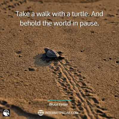 best-turtle-quotes