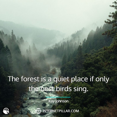 calm-forest-quotes