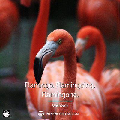 famous-flamingo-quotes