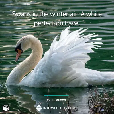 famous-swan-quotes