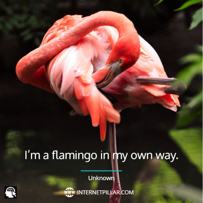 flamingo-quotes
