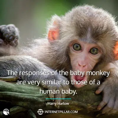 monkey-quotes