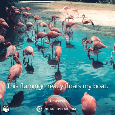 popular-flamingo-quotes