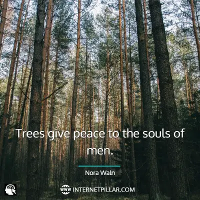 popular-tree-quotes