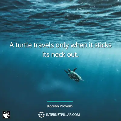 popular-turtle-quotes