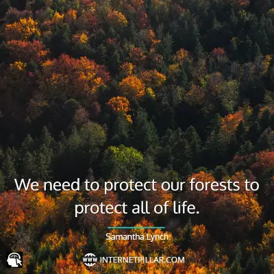 powerful-forest-quotes