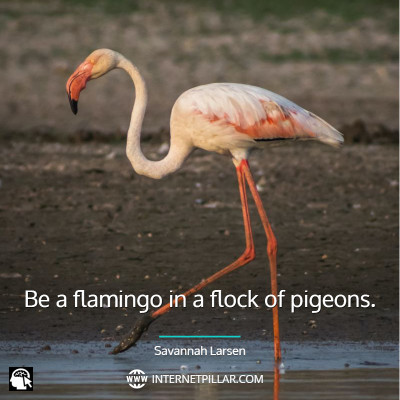 profound-flamingo-quotes