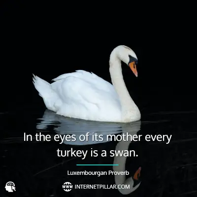 swan-quotes