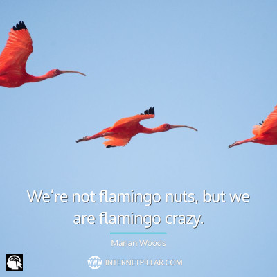 top-flamingo-quotes
