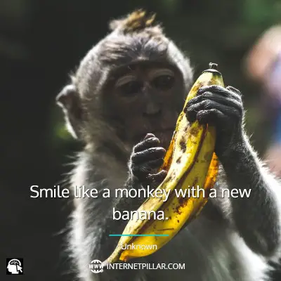 top-monkey-quotes