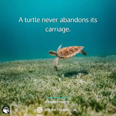 top-turtle-quotes