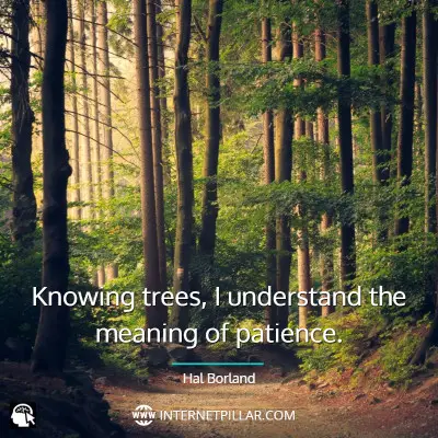 tree-quotes