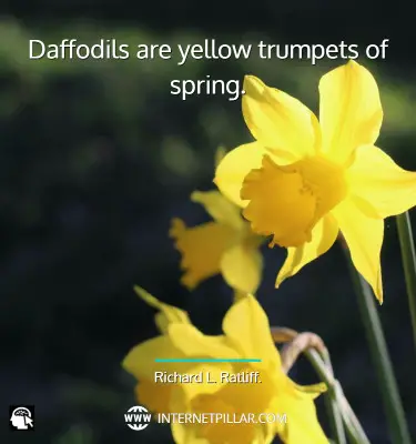 beautiful-daffodil-quotes