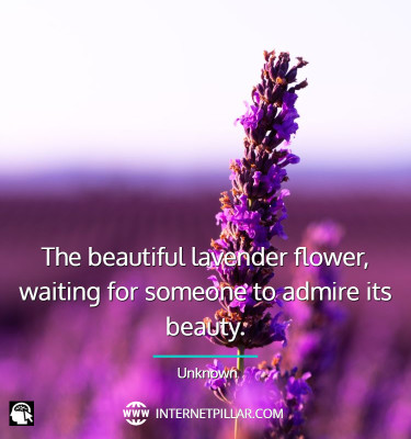 best-lavender-quotes