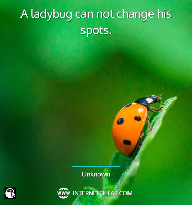 ladybug-quotes
