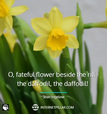 lovely-daffodil-quotes