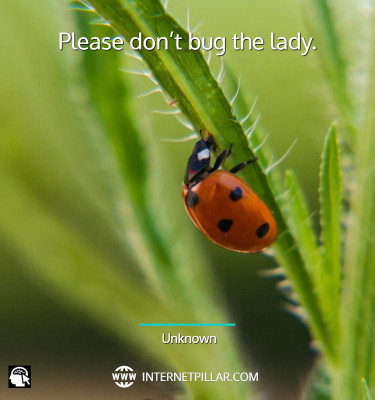 lovely-ladybug-quotes