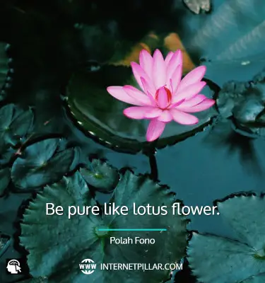 lovely-lotus-flower-quotes