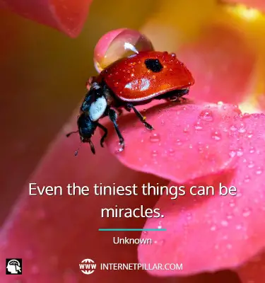 popular-ladybug-quotes