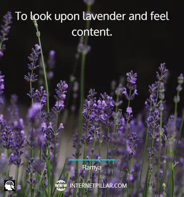 popular-lavender-quotes