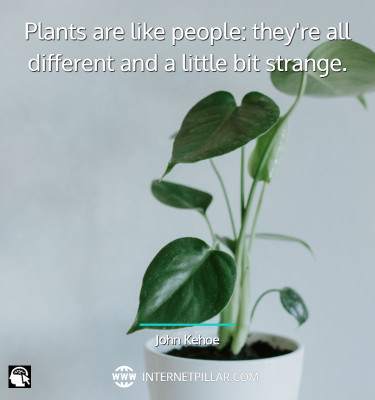 quotes-about-houseplant
