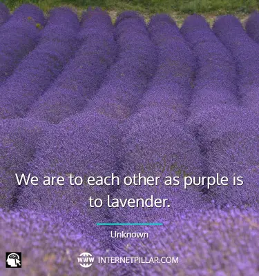 quotes-about-lavender