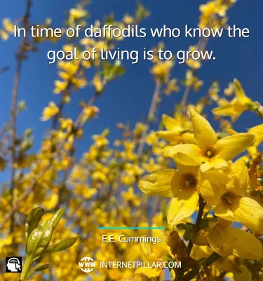 quotes-on-daffodil