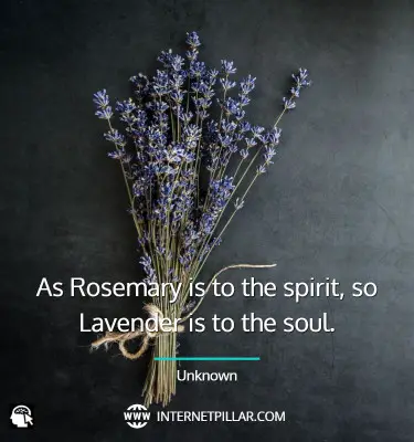 quotes-on-lavender