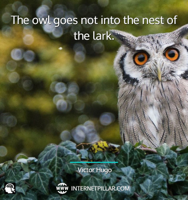 top-owl-quotes