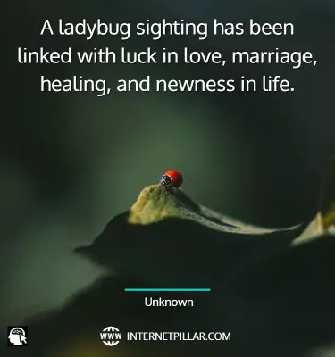 wise-ladybug-quotes