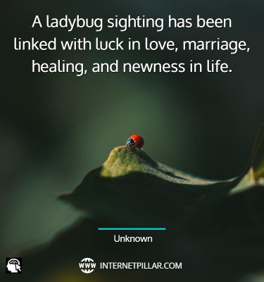 wise-ladybug-quotes