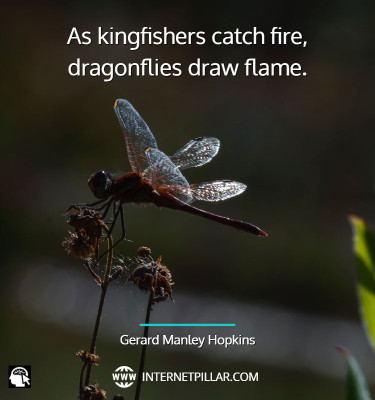 dragonfly-quotes