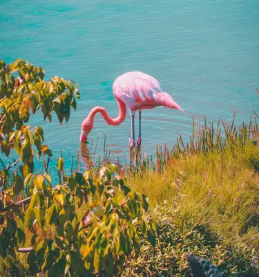 flamingo