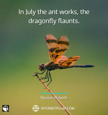 inspiring-dragonfly-quotes