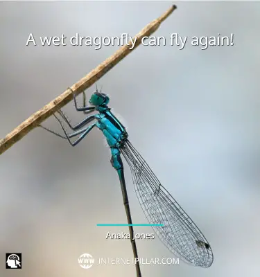 powerful-dragonfly-quotes
