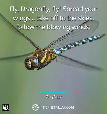 quotes-on-dragonfly