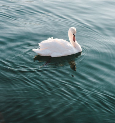 swan