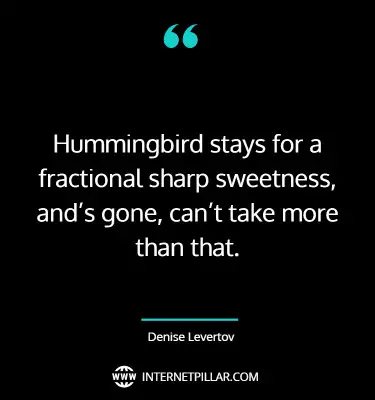 best-hummingbird-quotes-sayings