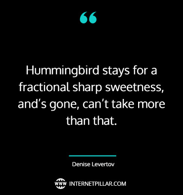 best-hummingbird-quotes-sayings