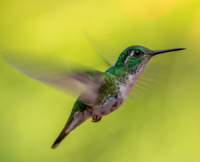 hummingbird