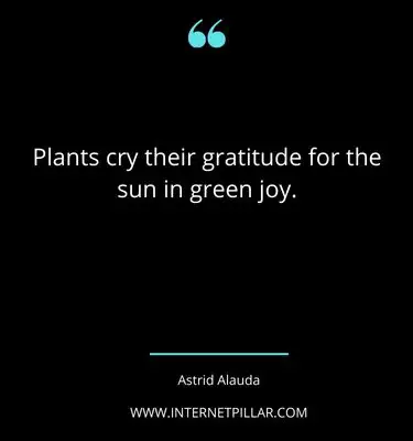 beautiful-plant-quotes-sayings-captions-for-plant-lovers