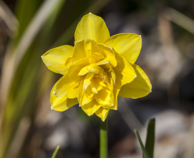 daffodil